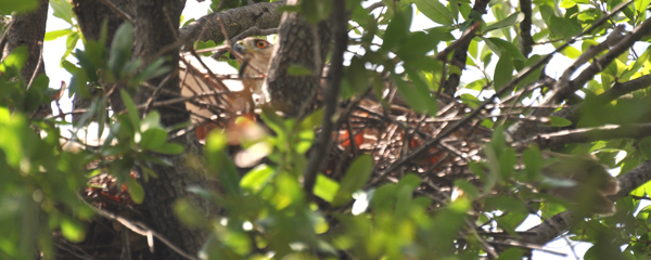 Roxie in the Nest with Chicks